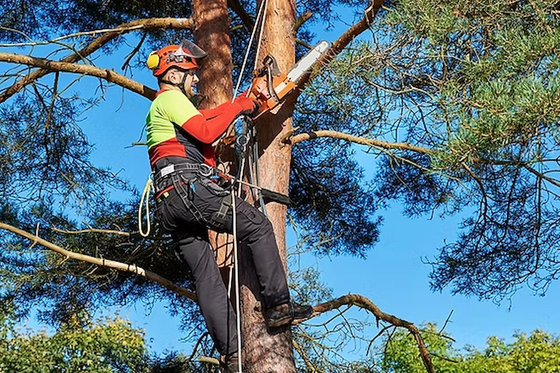 Tree Surgery